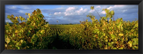 Framed Low angle view of vineyard and windmill, Napa Valley, California, USA Print