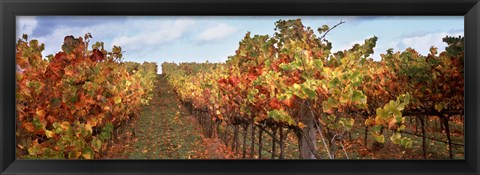 Framed Autumn in a vineyard, Napa Valley, California, USA Print