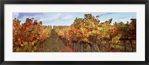 Framed Autumn in a vineyard, Napa Valley, California, USA Print