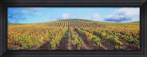 Framed Vineyard, Napa Valley, California, USA Print