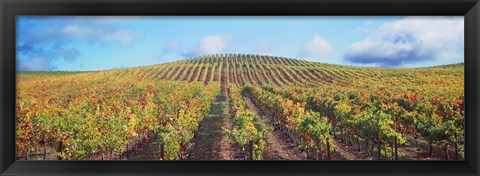 Framed Vineyard, Napa Valley, California, USA Print