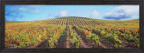 Framed Vineyard, Napa Valley, California, USA Print
