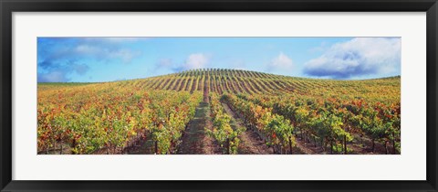 Framed Vineyard, Napa Valley, California, USA Print