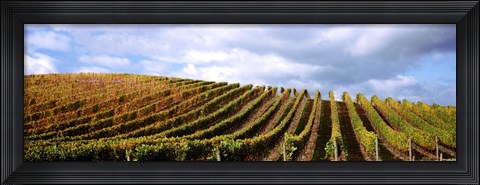 Framed Rows of vines with leaves, Napa Valley, California, USA Print
