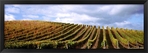 Framed Rows of vines with leaves, Napa Valley, California, USA Print