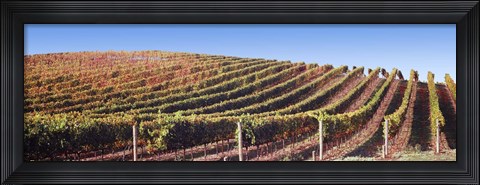 Framed Rows of vines on a hill, Napa Valley, California, USA Print