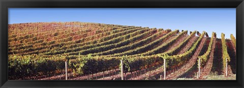 Framed Rows of vines on a hill, Napa Valley, California, USA Print