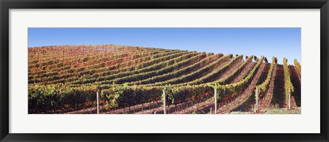 Framed Rows of vines on a hill, Napa Valley, California, USA Print