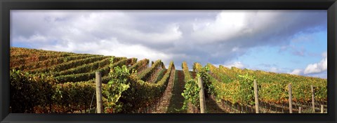 Framed Cloudy skies over a vineyard, Napa Valley, California, USA Print