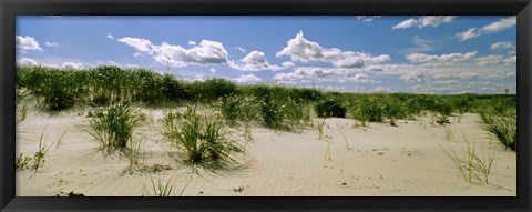 Framed Grass among the dunes, Crane Beach, Ipswich, Essex County, Massachusetts, USA Print