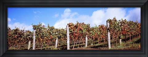 Framed Vines in a vineyard, Napa Valley, Wine Country, California, USA Print