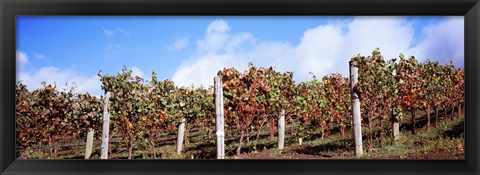 Framed Vines in a vineyard, Napa Valley, Wine Country, California, USA Print