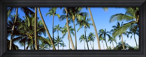 Framed Low angle view of palm trees, Oahu, Hawaii, USA Print