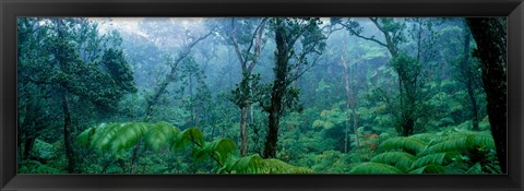 Framed Trees in a rainforest, Hawaii Volcanoes National Park, Big Island, Hawaii, USA Print