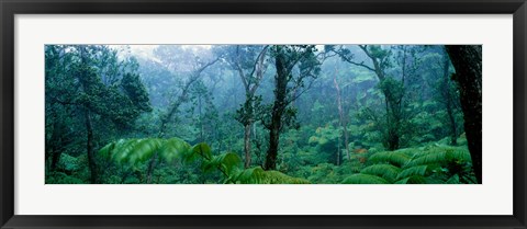 Framed Trees in a rainforest, Hawaii Volcanoes National Park, Big Island, Hawaii, USA Print