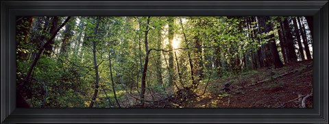 Framed Dogwood trees in a forest, Sequoia National Park, California, USA Print