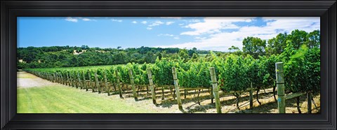 Framed Vineyard, Margaret River, Western Australia, Australia Print