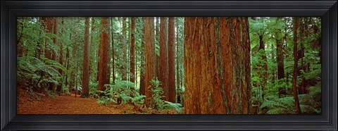Framed Redwoods tree in a forest, Whakarewarewa Forest, Rotorua, North Island, New Zealand Print