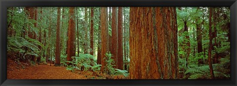 Framed Redwoods tree in a forest, Whakarewarewa Forest, Rotorua, North Island, New Zealand Print