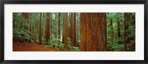 Framed Redwoods tree in a forest, Whakarewarewa Forest, Rotorua, North Island, New Zealand Print