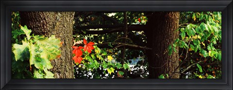 Framed Red Maple Leaves, Connecticut Print