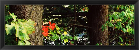 Framed Red Maple Leaves, Connecticut Print