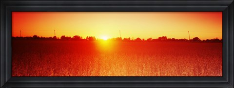 Framed Soybean field at sunset, Wood County, Ohio, USA Print
