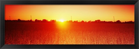 Framed Soybean field at sunset, Wood County, Ohio, USA Print