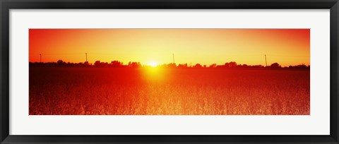 Framed Soybean field at sunset, Wood County, Ohio, USA Print