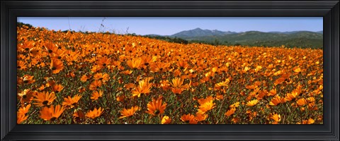 Framed Namaqua Parachute-Daisies flowers in a field, South Africa Print