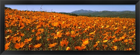 Framed Namaqua Parachute-Daisies flowers in a field, South Africa Print