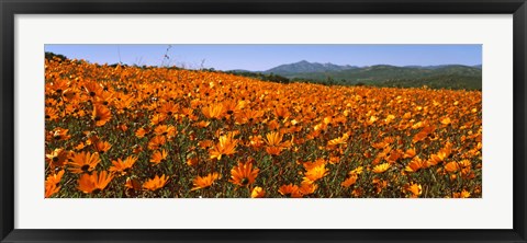 Framed Namaqua Parachute-Daisies flowers in a field, South Africa Print