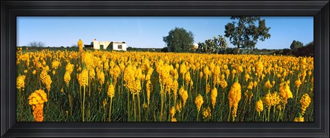 Framed Bulbinella nutans flowers in a field, Northern Cape Province, South Africa Print