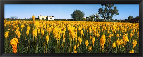 Framed Bulbinella nutans flowers in a field, Northern Cape Province, South Africa Print