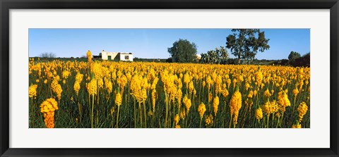 Framed Bulbinella nutans flowers in a field, Northern Cape Province, South Africa Print