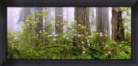 Framed Rhododendron flowers in a forest, Del Norte Coast State Park, Redwood National Park, Humboldt County, California, USA Print