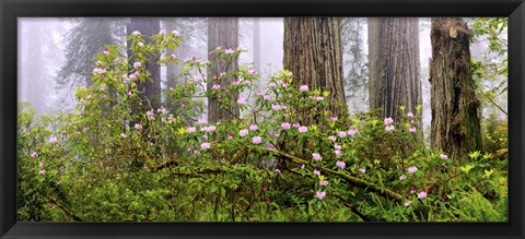 Framed Rhododendron flowers in a forest, Del Norte Coast State Park, Redwood National Park, Humboldt County, California, USA Print