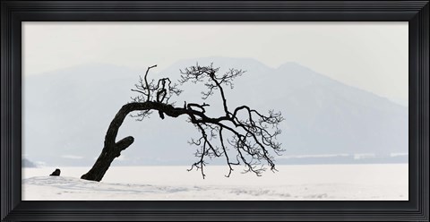 Framed Contorted tree at a frozen lake, Lake Kussharo, Hokkaido, Japan Print