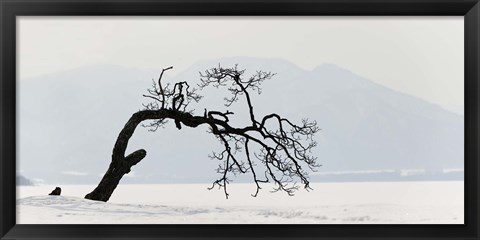 Framed Contorted tree at a frozen lake, Lake Kussharo, Hokkaido, Japan Print