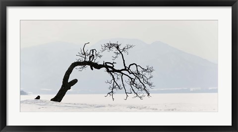 Framed Contorted tree at a frozen lake, Lake Kussharo, Hokkaido, Japan Print