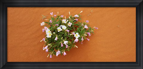 Framed Dune evening primrose flowers in sand, Valley of Fire State Park, Nevada, USA Print