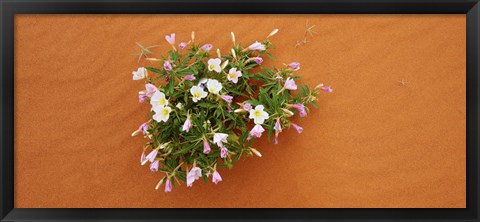 Framed Dune evening primrose flowers in sand, Valley of Fire State Park, Nevada, USA Print