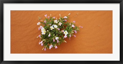 Framed Dune evening primrose flowers in sand, Valley of Fire State Park, Nevada, USA Print