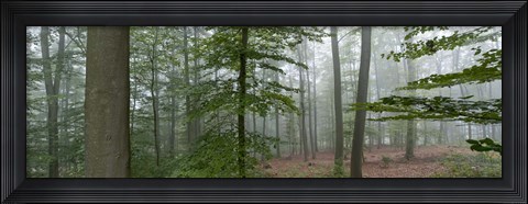 Framed Trees in fog, Trier, Rhineland-Palatinate, Germany Print