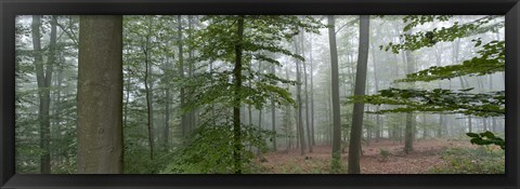 Framed Trees in fog, Trier, Rhineland-Palatinate, Germany Print