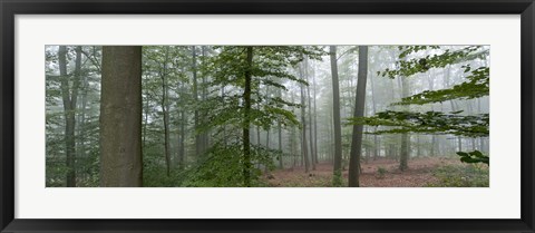 Framed Trees in fog, Trier, Rhineland-Palatinate, Germany Print