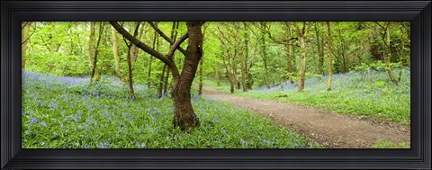 Framed Bluebells growing in a forest, Woolley Wood, Sheffield, South Yorkshire, England Print