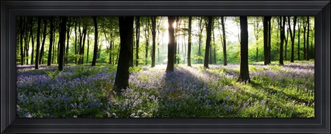 Framed Bluebells growing in a forest in the morning, Micheldever, Hampshire, England Print