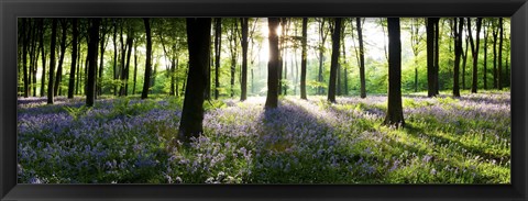 Framed Bluebells growing in a forest in the morning, Micheldever, Hampshire, England Print