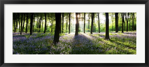 Framed Bluebells growing in a forest in the morning, Micheldever, Hampshire, England Print